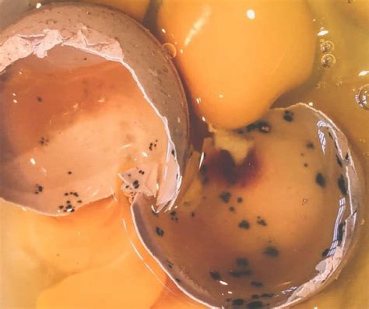 What does a rotten egg look like?