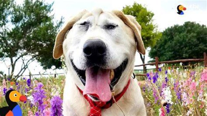 What does an inbred dog look like?