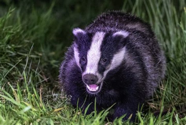 What does Badger mean in bowling?