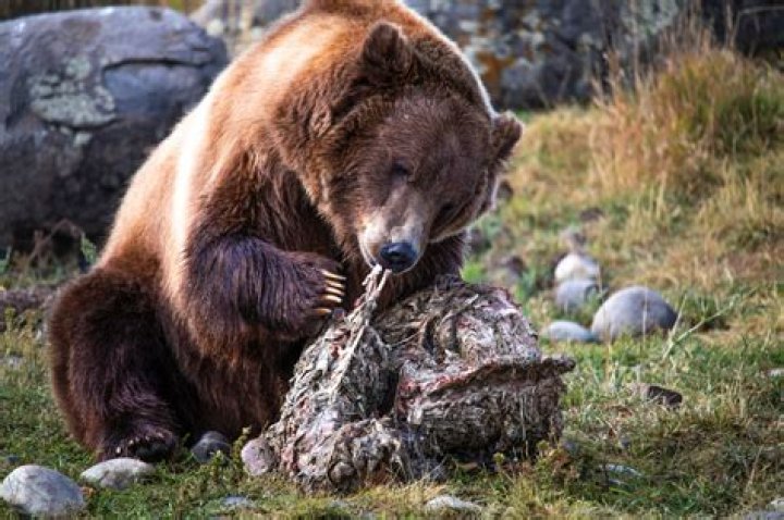 What does bear mace do to a human?