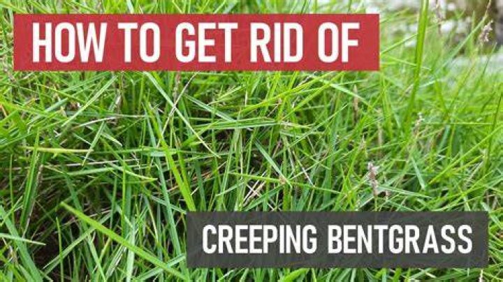 What does bent greens mean?