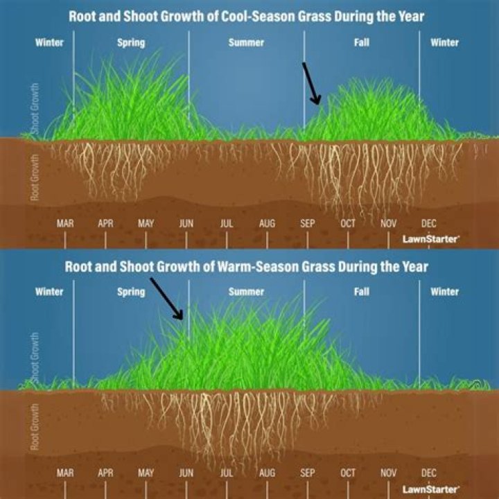 What does Bermuda grass look like when sprouting?