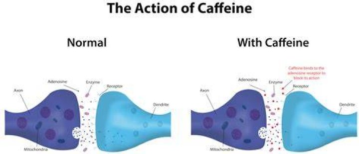 What does caffeine do to brain?