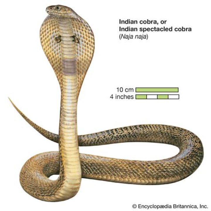 What does cobra meat taste like?