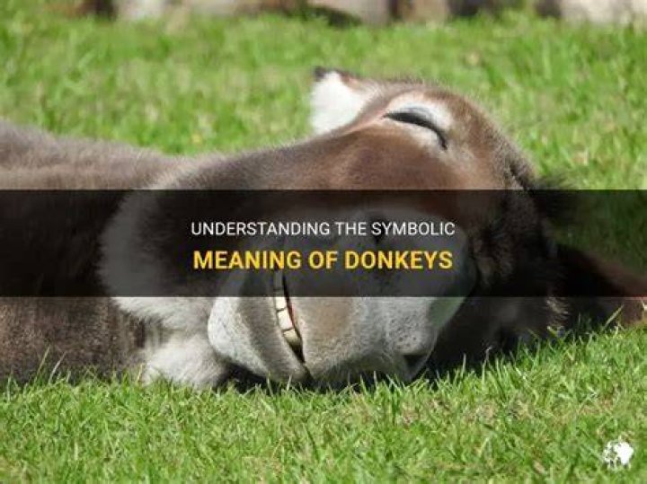 What does Donkey mean in baseball?