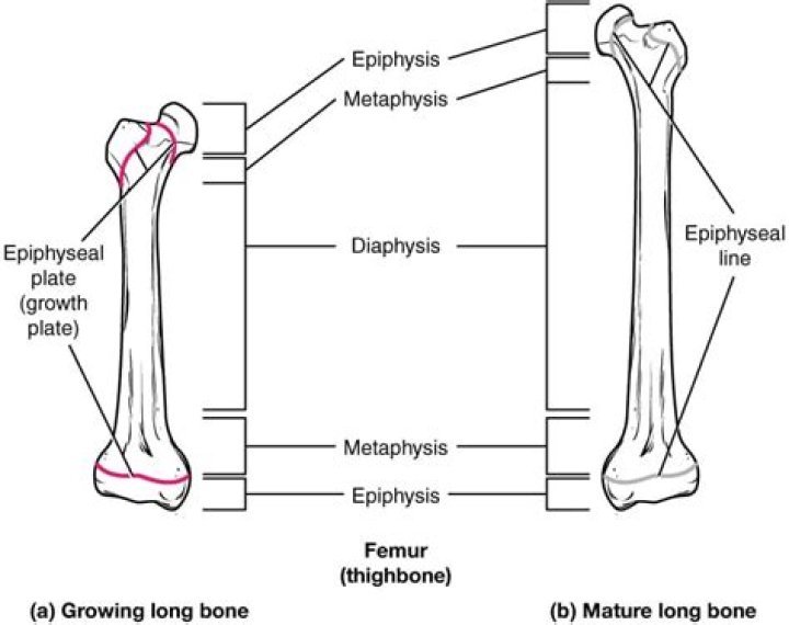 What does epiphyseal mean?