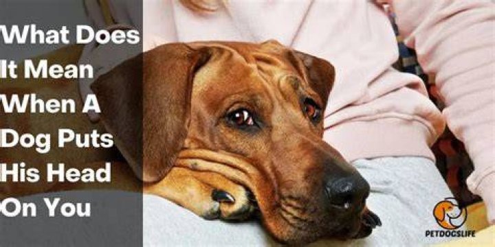 What does it mean when a dog puts his head on you?