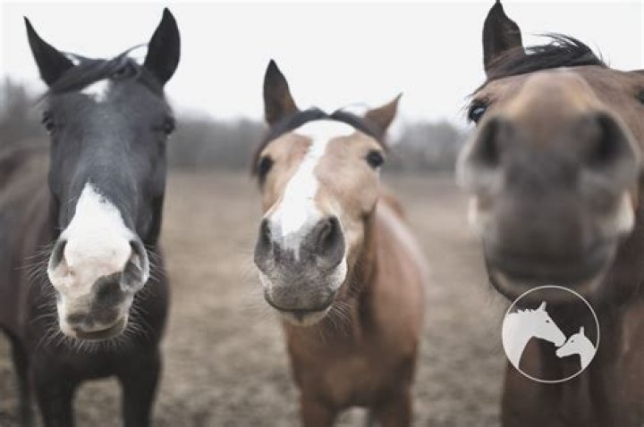 What does it mean when a horse nudges you with his nose?