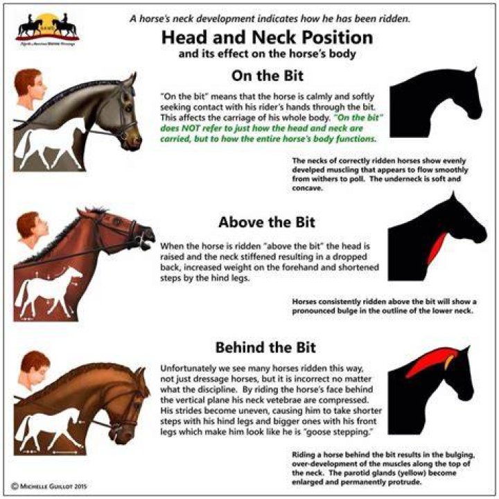 What does it mean when a horse pushes you with their head?