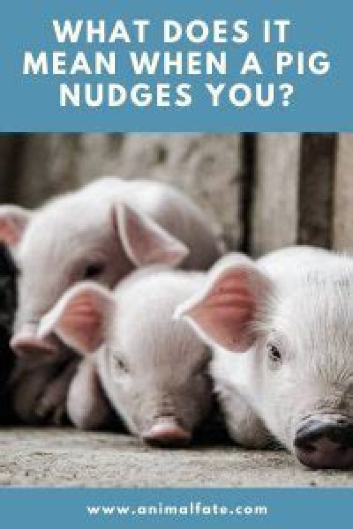 What does it mean when a pig nudges you?