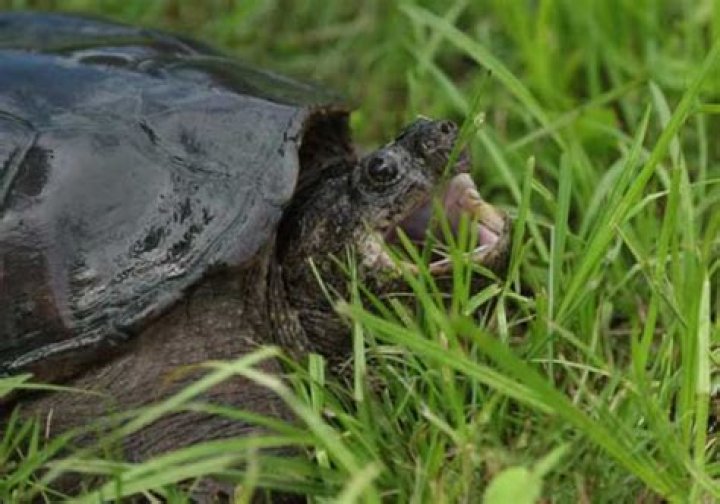 What does it mean when a turtle opens its mouth wide?