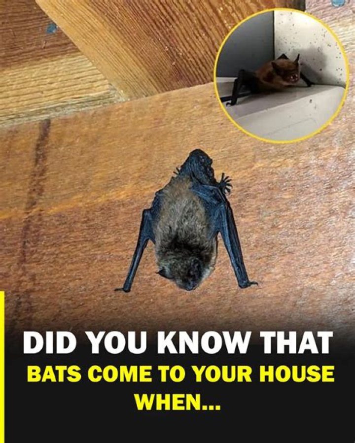 What does it mean when bats come in your house?