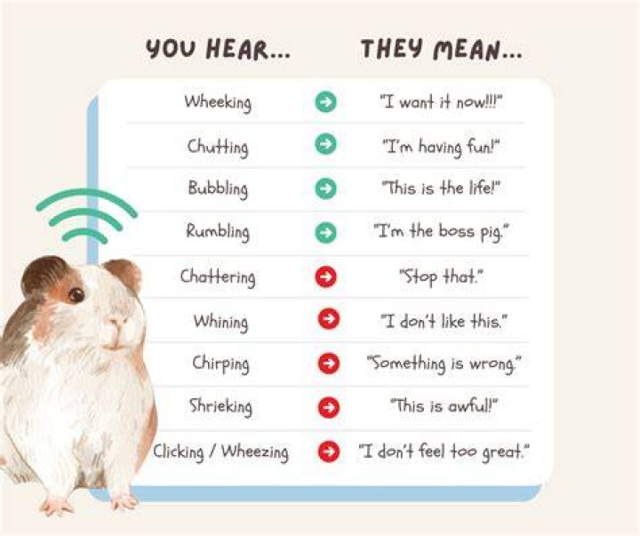 What does it mean when guinea pigs chirp?