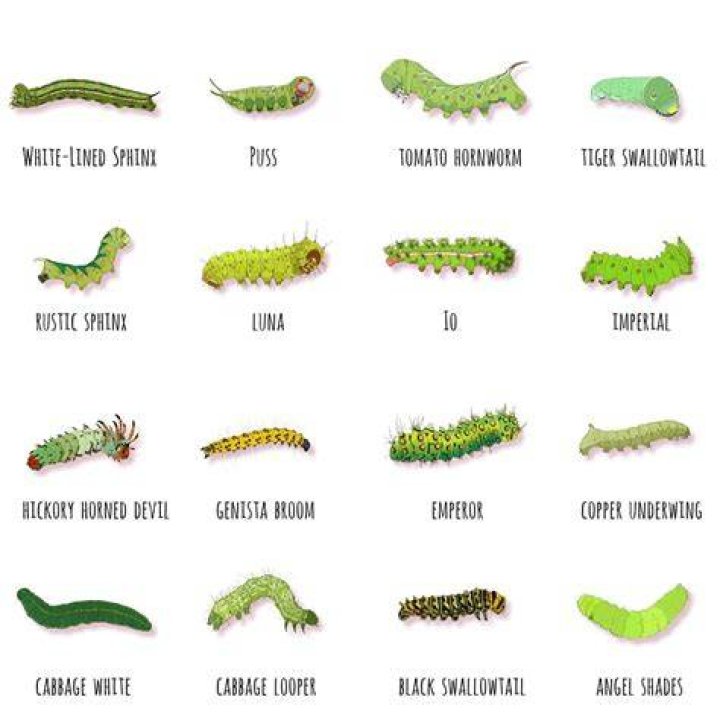 What does seeing a lot of caterpillars mean?