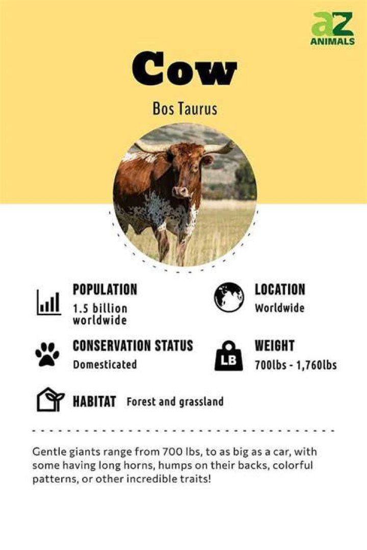 What does sow cow mean?