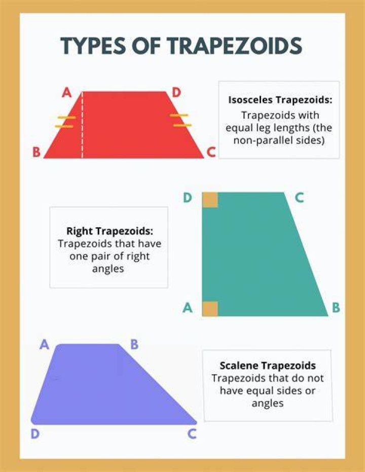 What does the trapezoid bone do?