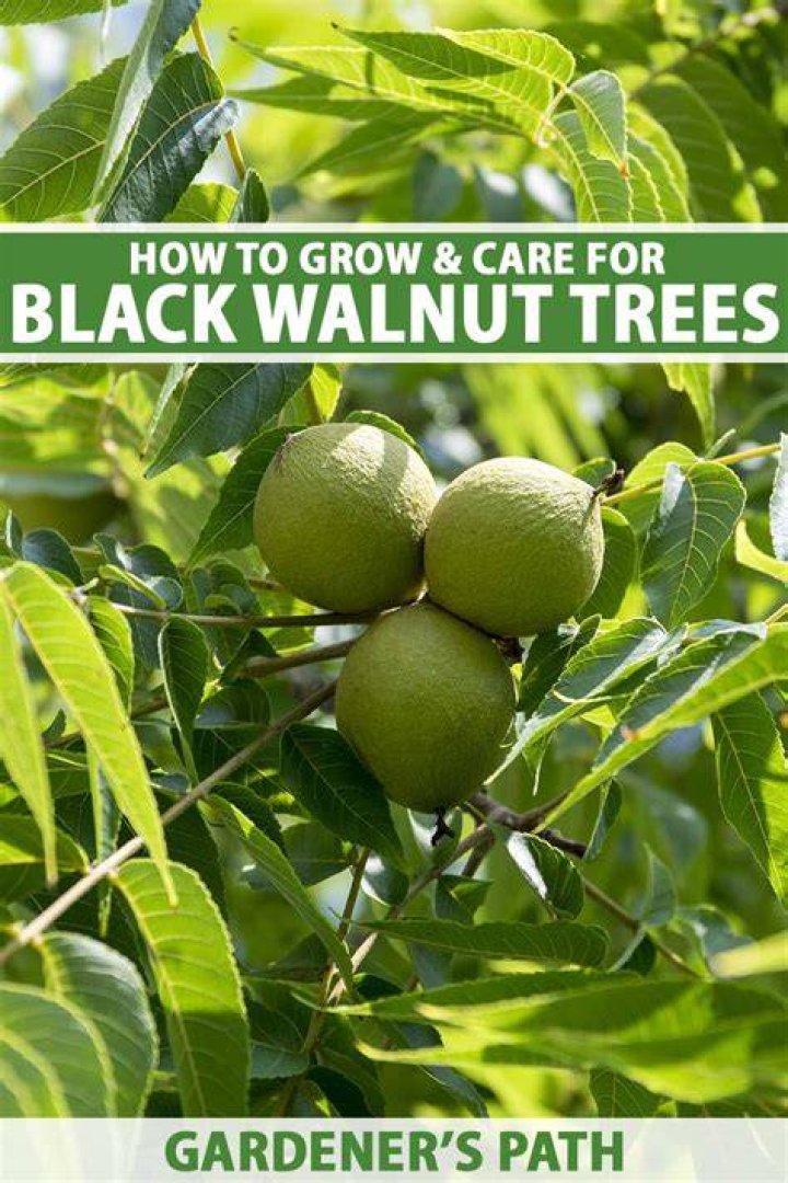 What does walnut do to your face?