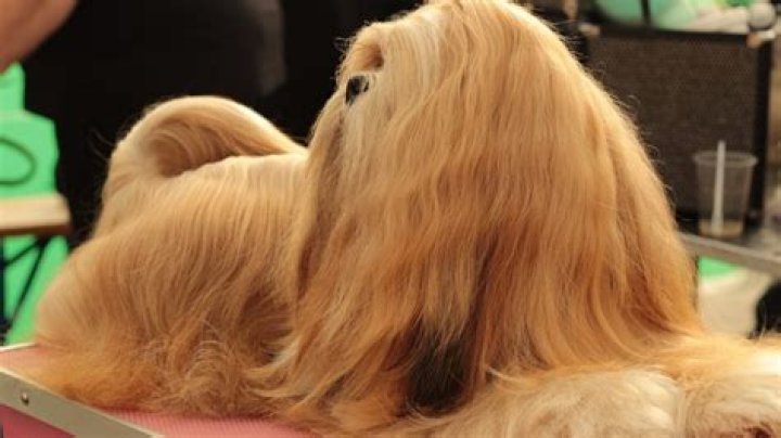 What dog breed has the softest hair?