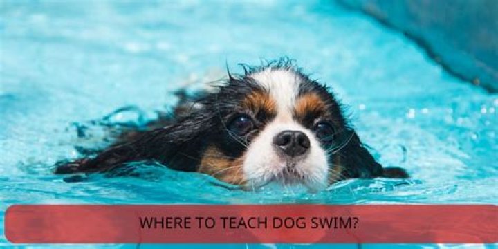 What dog Cannot swim?