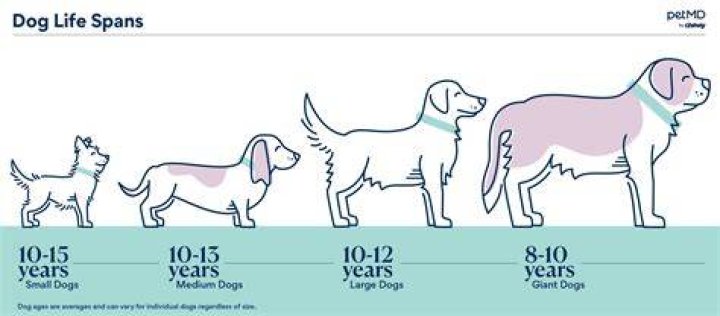 What dog has the shortest lifespan?
