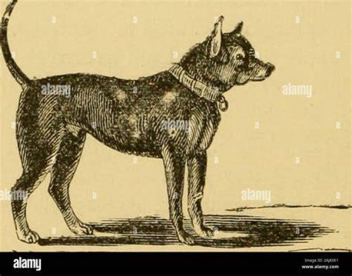 What dogs need the least attention?