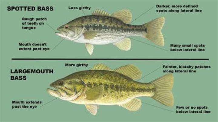 What eats a largemouth bass?