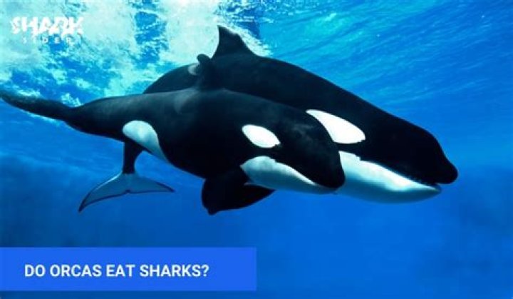 What eats a shark?