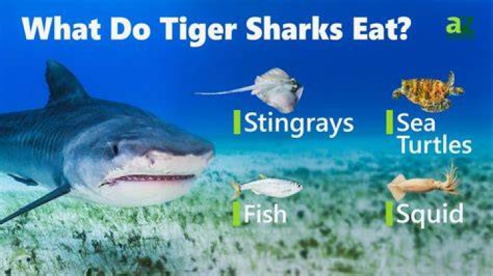 What eats a tiger shark?