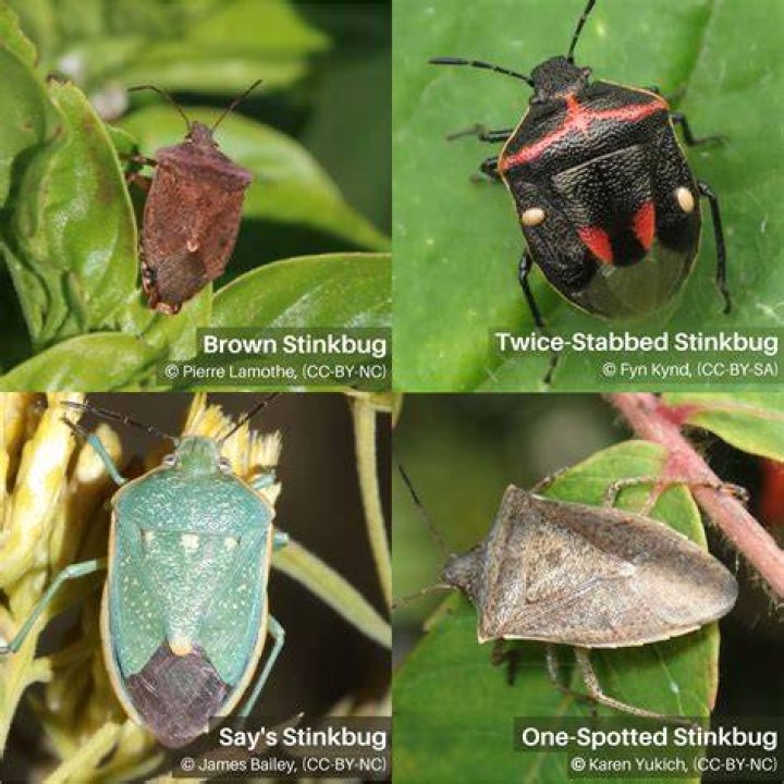 What eats stink bugs in America?