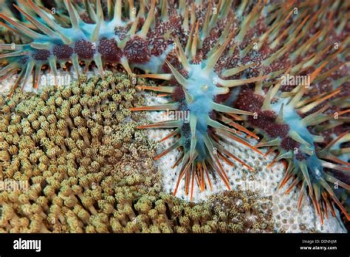 What eats the Crown of Thorn starfish?