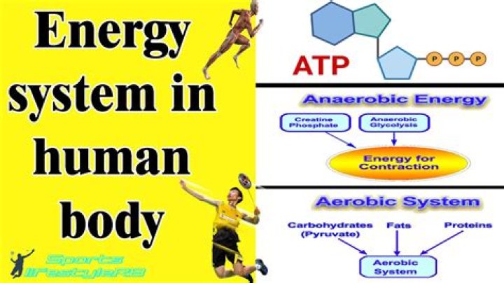 What energy system do gymnasts use?