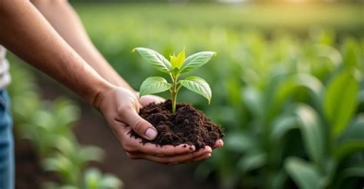 What fertilizer makes plants dark green?