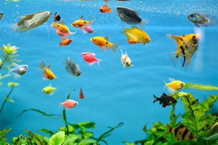 What fish can I eat everyday?