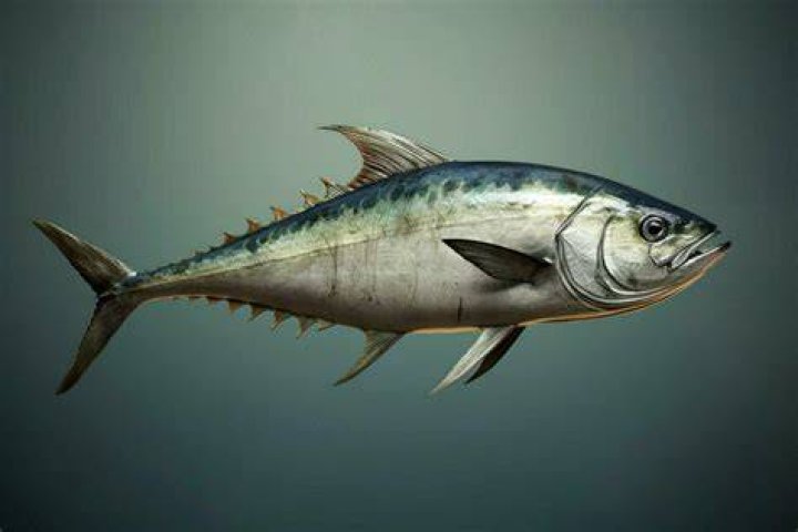 What fish is similar to King fish?