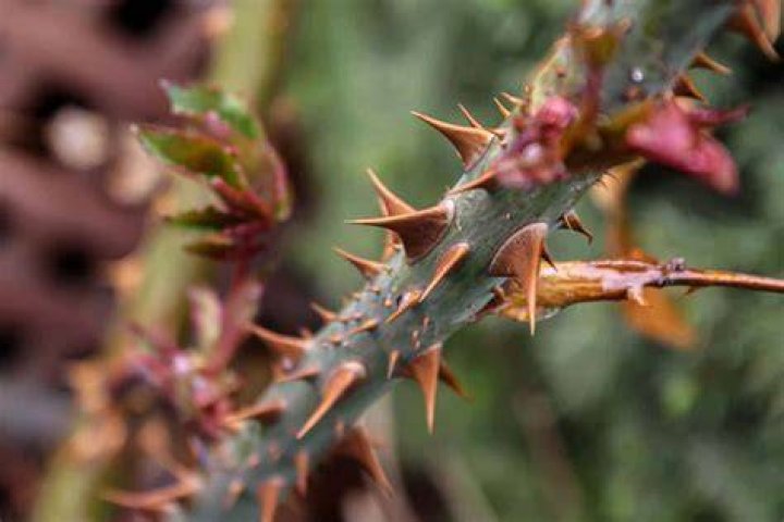 What flowers have poisonous thorns?