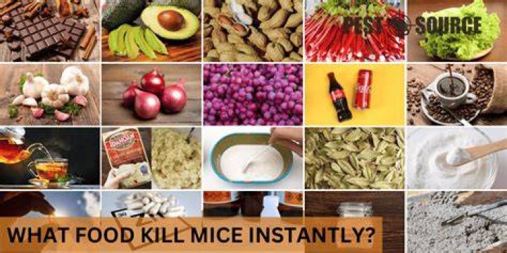 What food kills mice instantly?