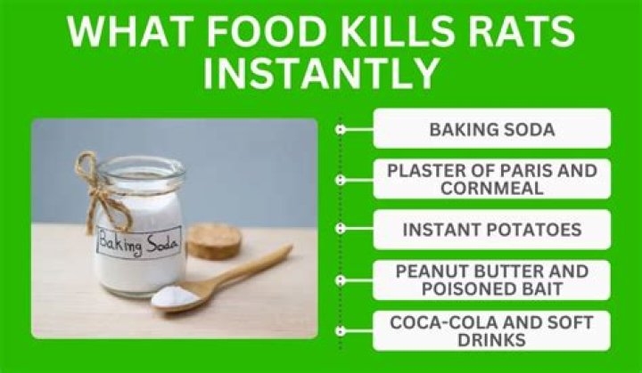 What food kills rats?