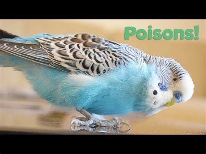 What foods are poisonous to birds?