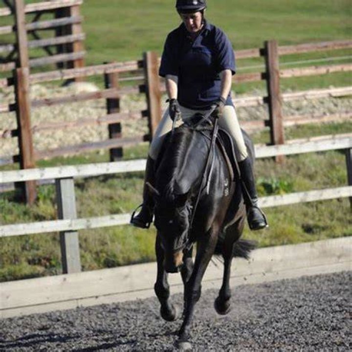 What happens if a horse gets scratched?