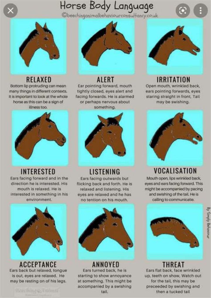 What happens if a horse is too cold?