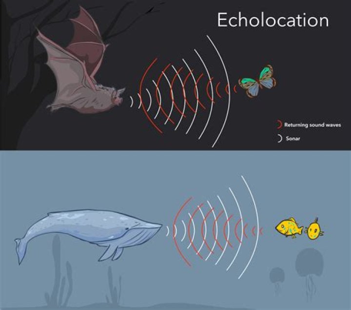 What happens if bats see light?
