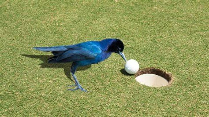 What happens if golf ball hits bird?
