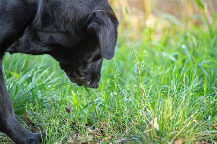 What happens if my dog eats treated grass?
