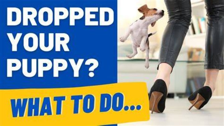What happens if you over walk a puppy?