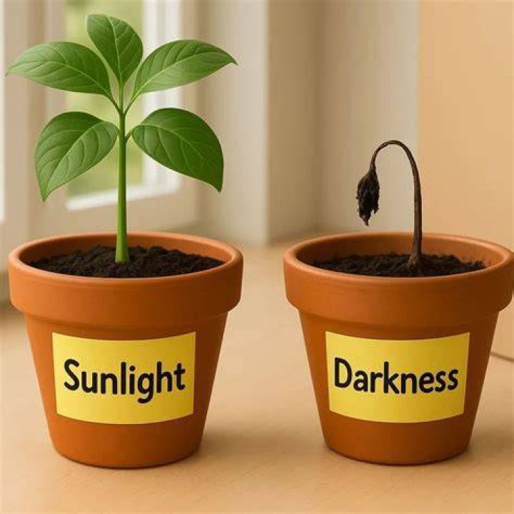 What happens to plants grown in the dark?