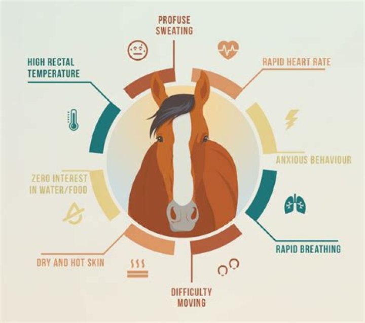 What happens when a horse gets too cold?