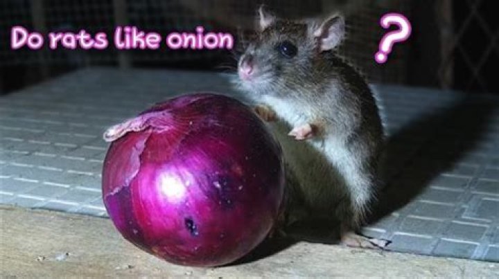 What happens when rats eat onions?