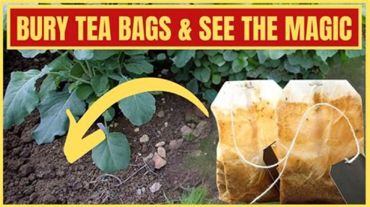 What happens when you bury tea bags in your garden?