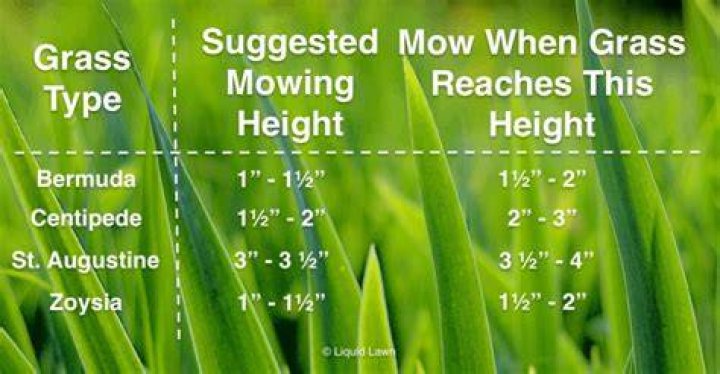 What height should grass be cut in spring?