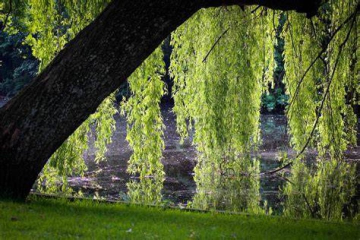 What helps a willow scab?